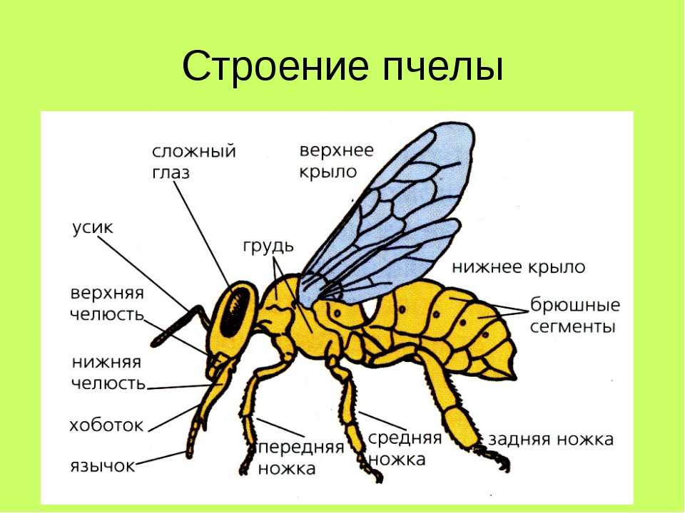 О черной пчеле: большие пчелы с черным брюшком в улье, описание и особенности