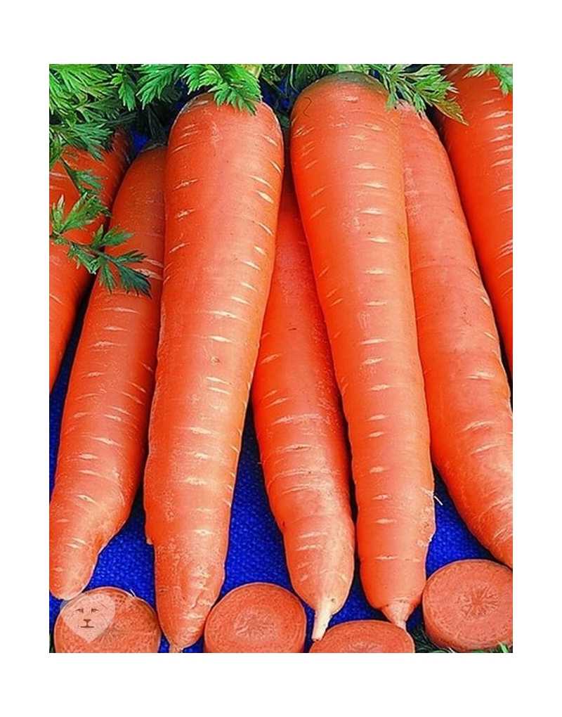 Лучшие сорта моркови для средней полосы. Среднеспелый сорт моркови семена. Морковь конусовидная сорта.
