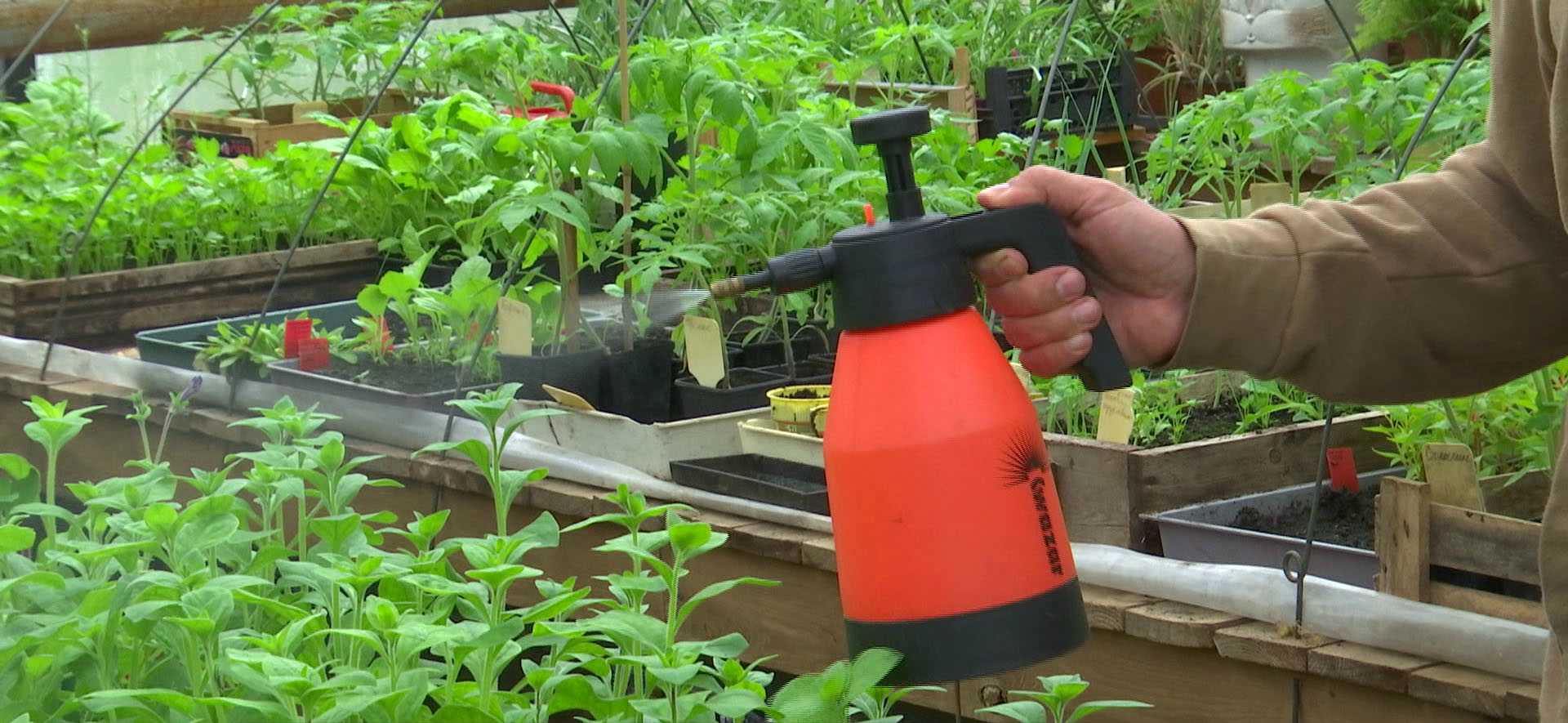 Перекись водорода для огорода применение. Полив рассады томатов перекисью водорода. Опрыскивание растений. Опрыскивание рассады в огороде. Огород рассада.