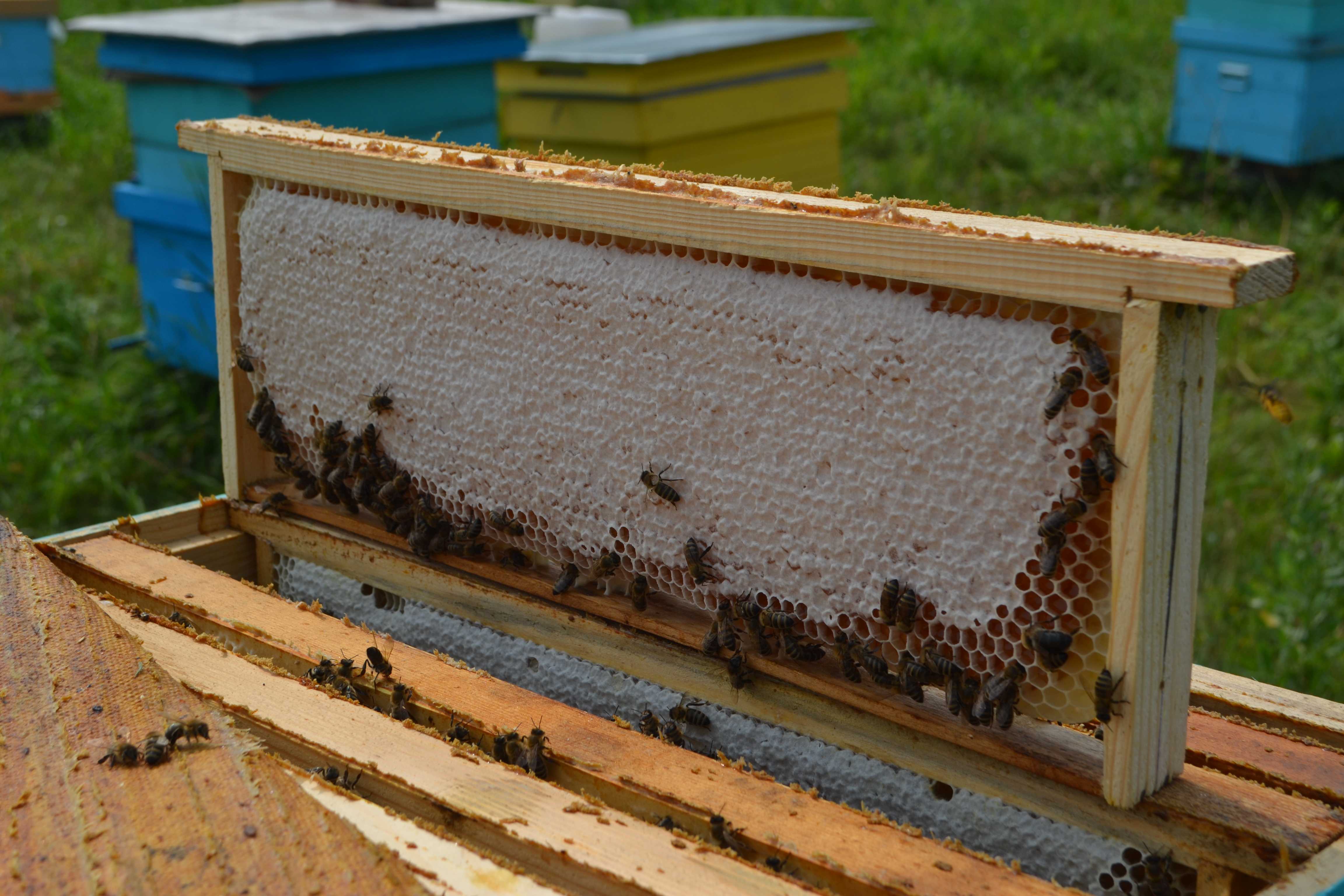Сотовый мед полурамка. Рамки с сотами для ульев. Рамки для сот в ульи. Рамка с пчелами и сотами. Как получить пчелиную соту