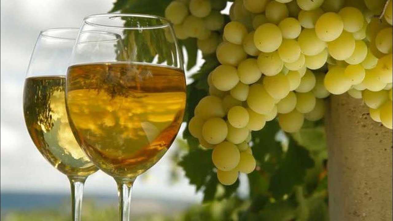 Мускат белый — описание сорта винограда и особенности выращивания