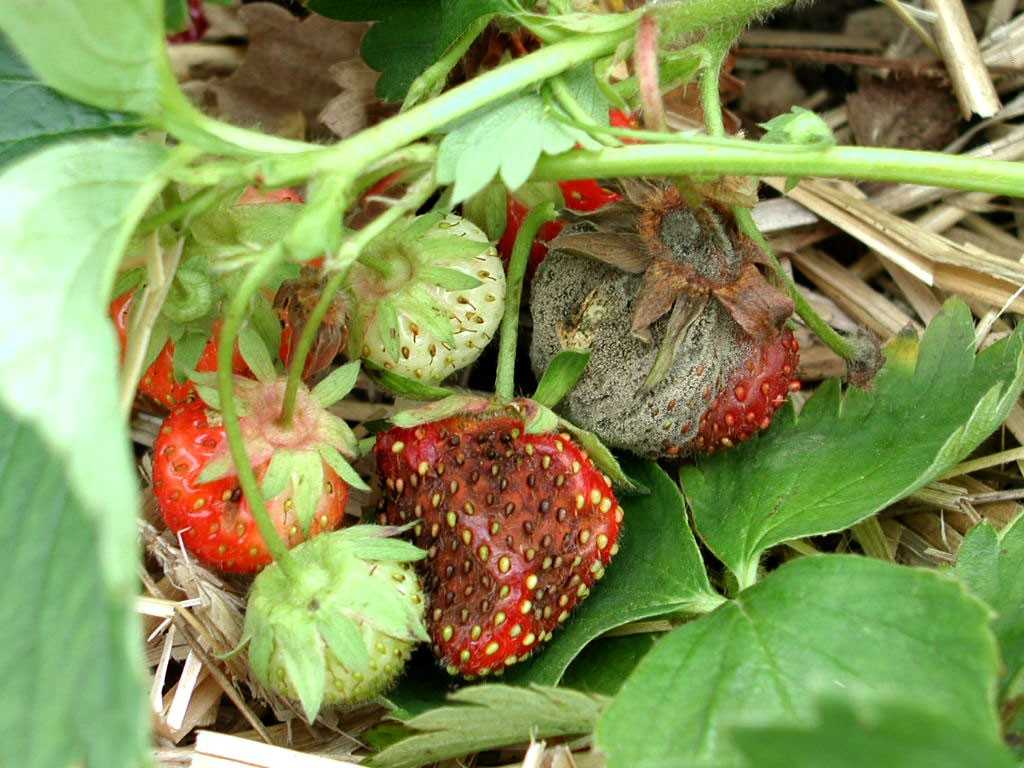 О клубнике: сохнет с ягодами, что делать если сохнут и коричневеют ягоды