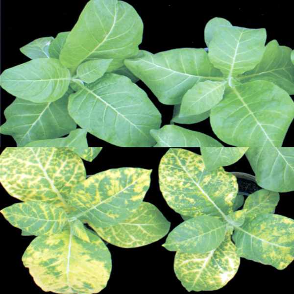 Вирус табачной мозаики растений, как лечить