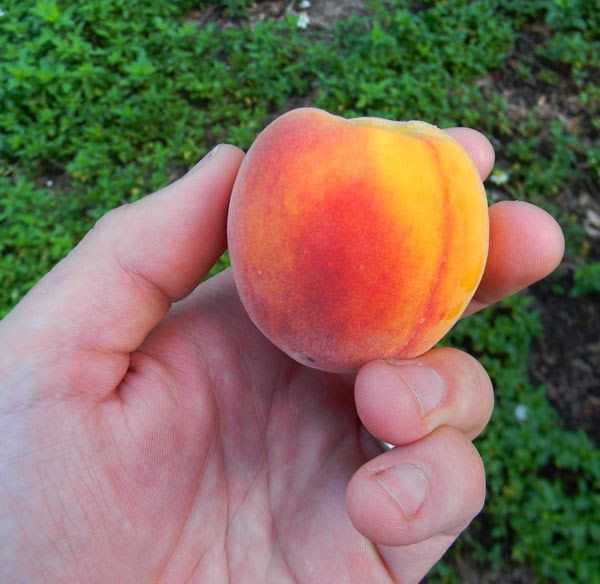 Особенности выращивания гибрида персика и яблока