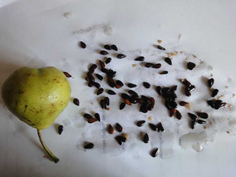 О декоративной груше: выращивание из семян, посадка и дальнейший уход