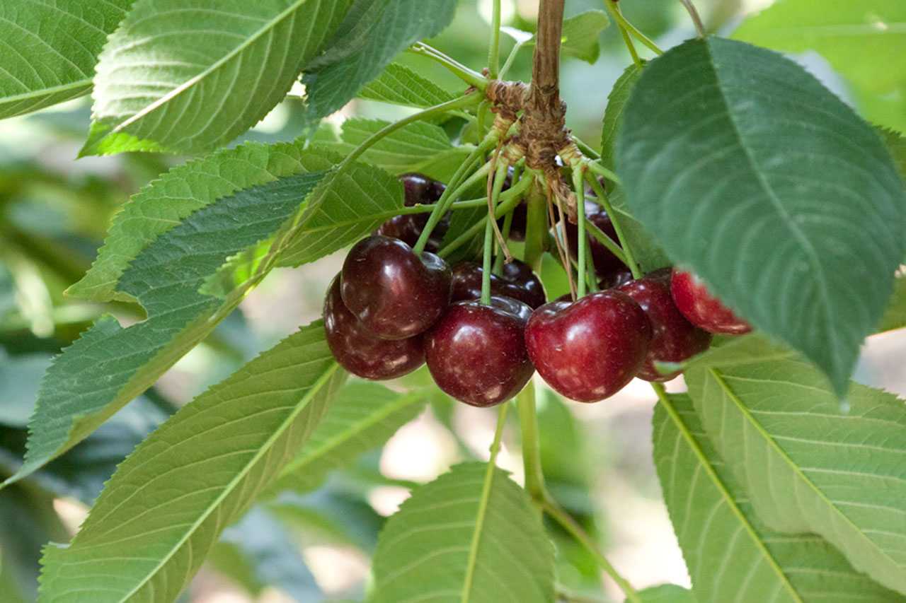 Вишня дерево — 140 фото дерева, плодов и рекомендации по посадке и выращиванию вишни