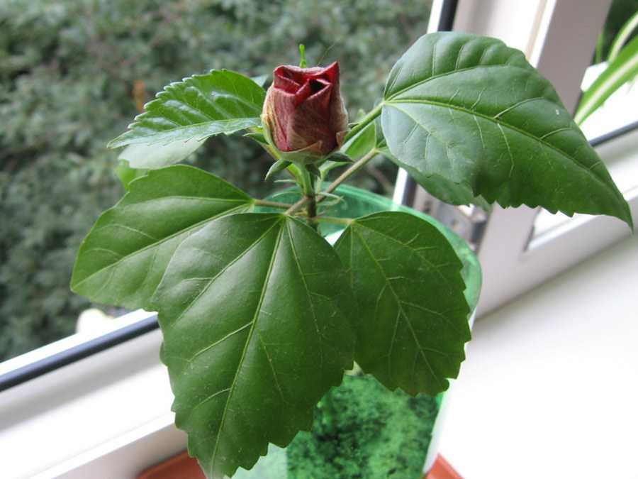 Гибискус — цветок смерти: почему нельзя держать дома китайскую розу