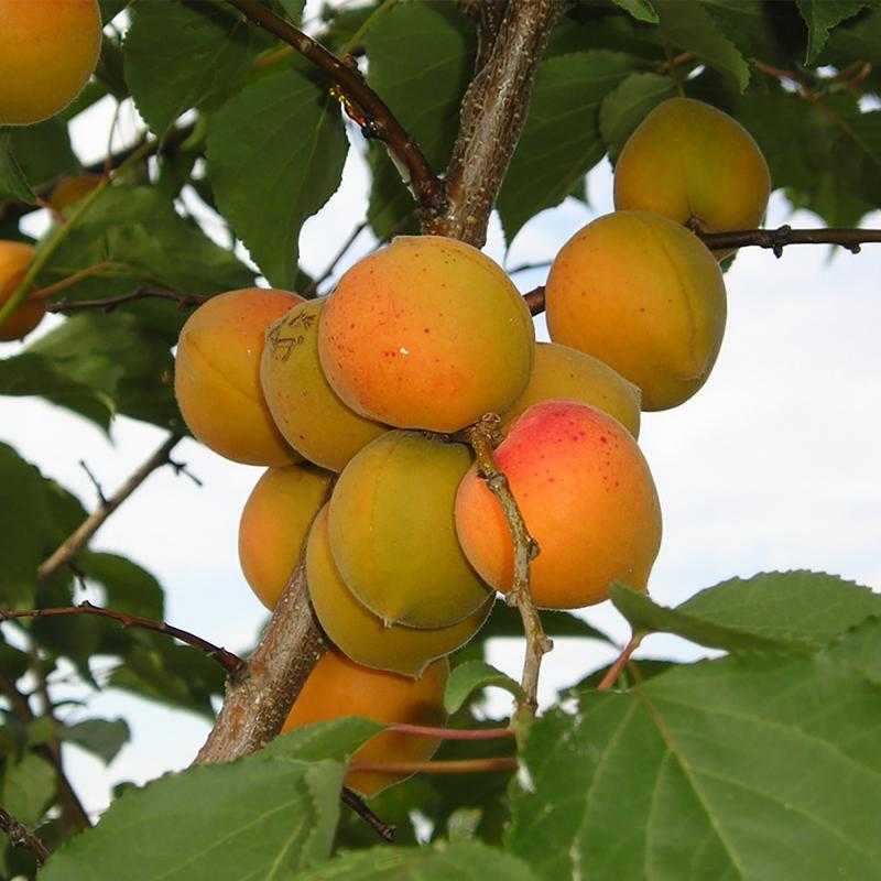 Описание и характеристика сорта абрикоса десертный