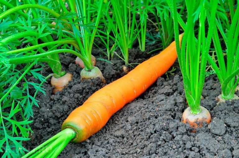После каких культур сажать морковь в открытом грунте?