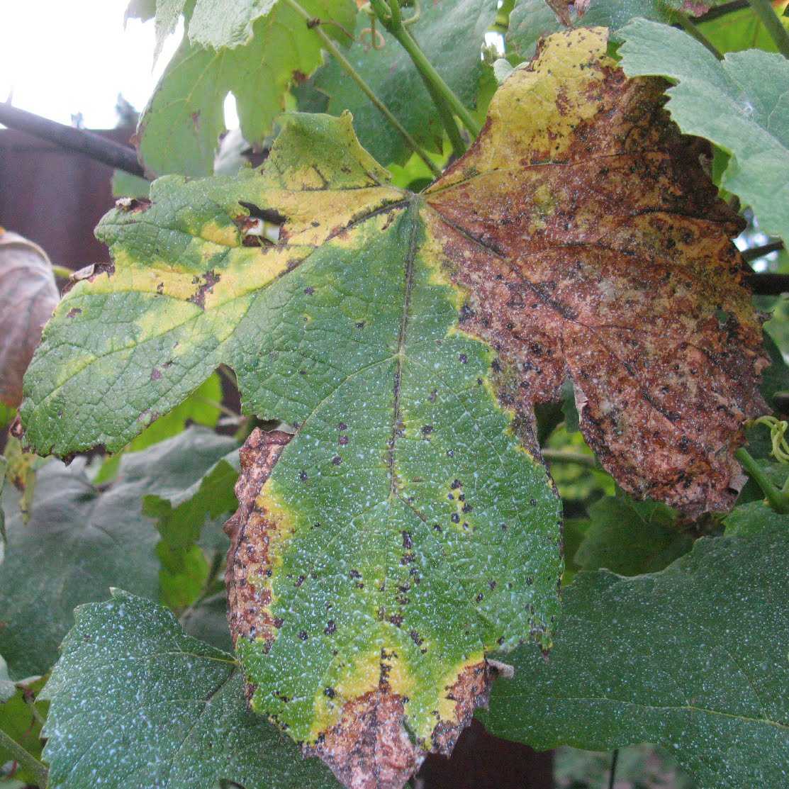 Что делать если листья винограда покрылись коричневыми пятнами, покраснели