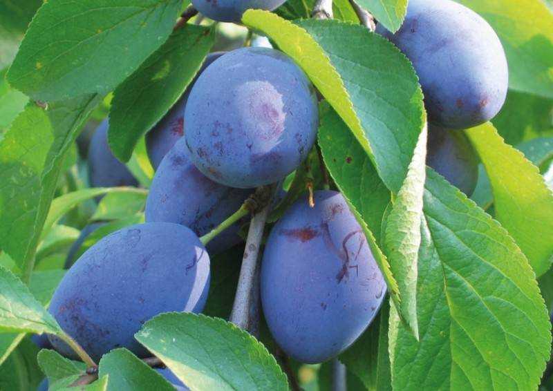 Почему осыпаются завязи и плоды на яблоне, сливе, вишне и других деревьях