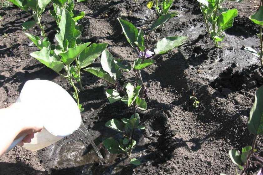 Основные особенности выращивания баклажанов