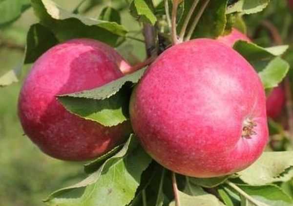 Яблони строевские: описание сорта и особенности его выращивания, фото и характеристики