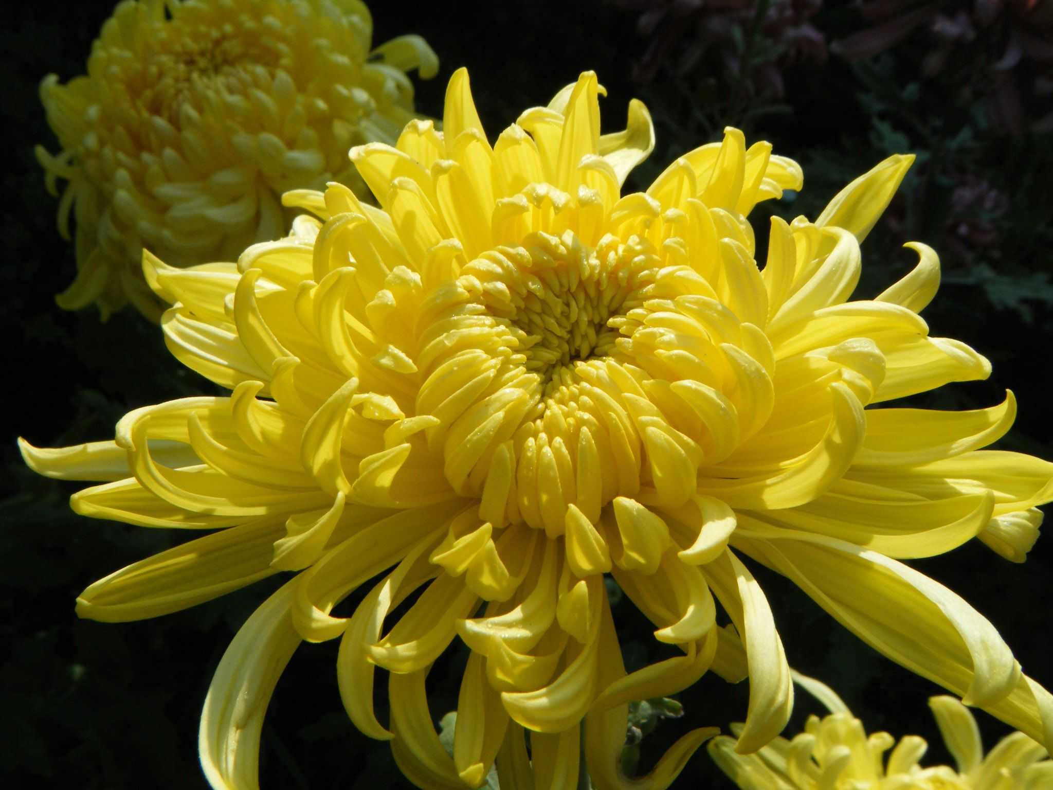 Цветы хризантемы: посадка и сорта
