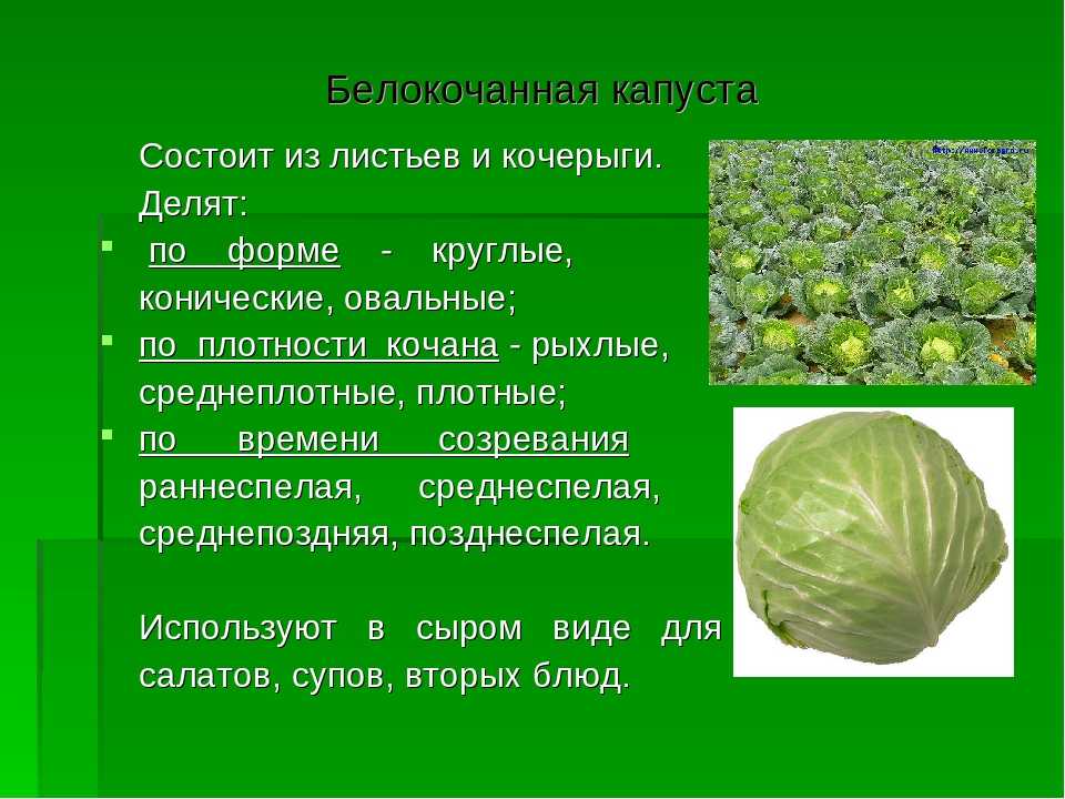 Чем цветная капуста отличается от родственных растений? сравнение, полезные свойства и описание с фото