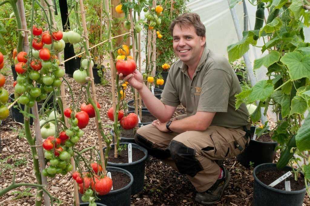 Уход за рассадой помидор в домашних условиях
