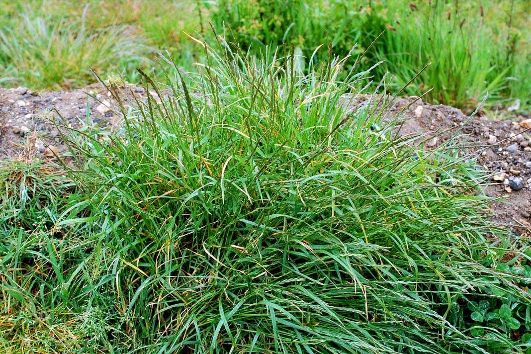 Применение ряски болотной, или как лечиться утиной травой