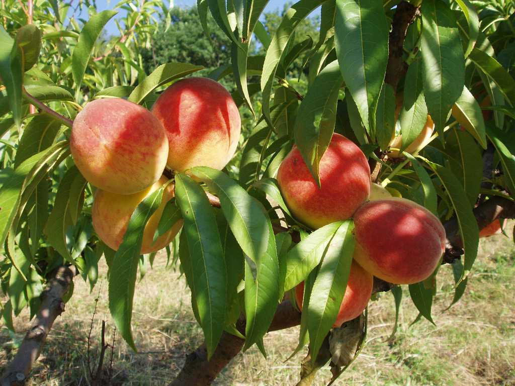 Яблоко, скрещенное с персиком: выращивание в домашних условиях