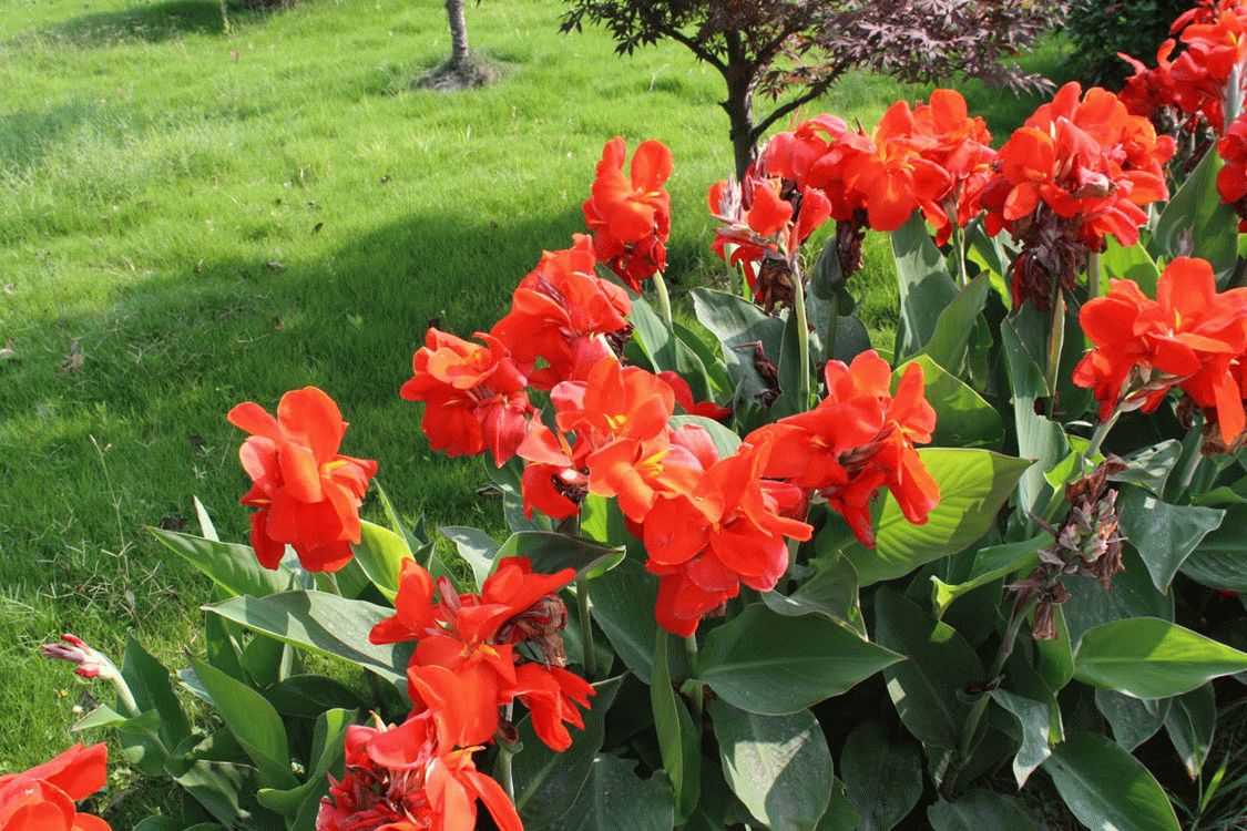 Цветы канны в вашем саду — особенности посадки, выращивания и ухода