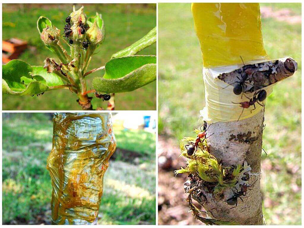 Народные и химические средства для защиты плодовых деревьев от муравьев