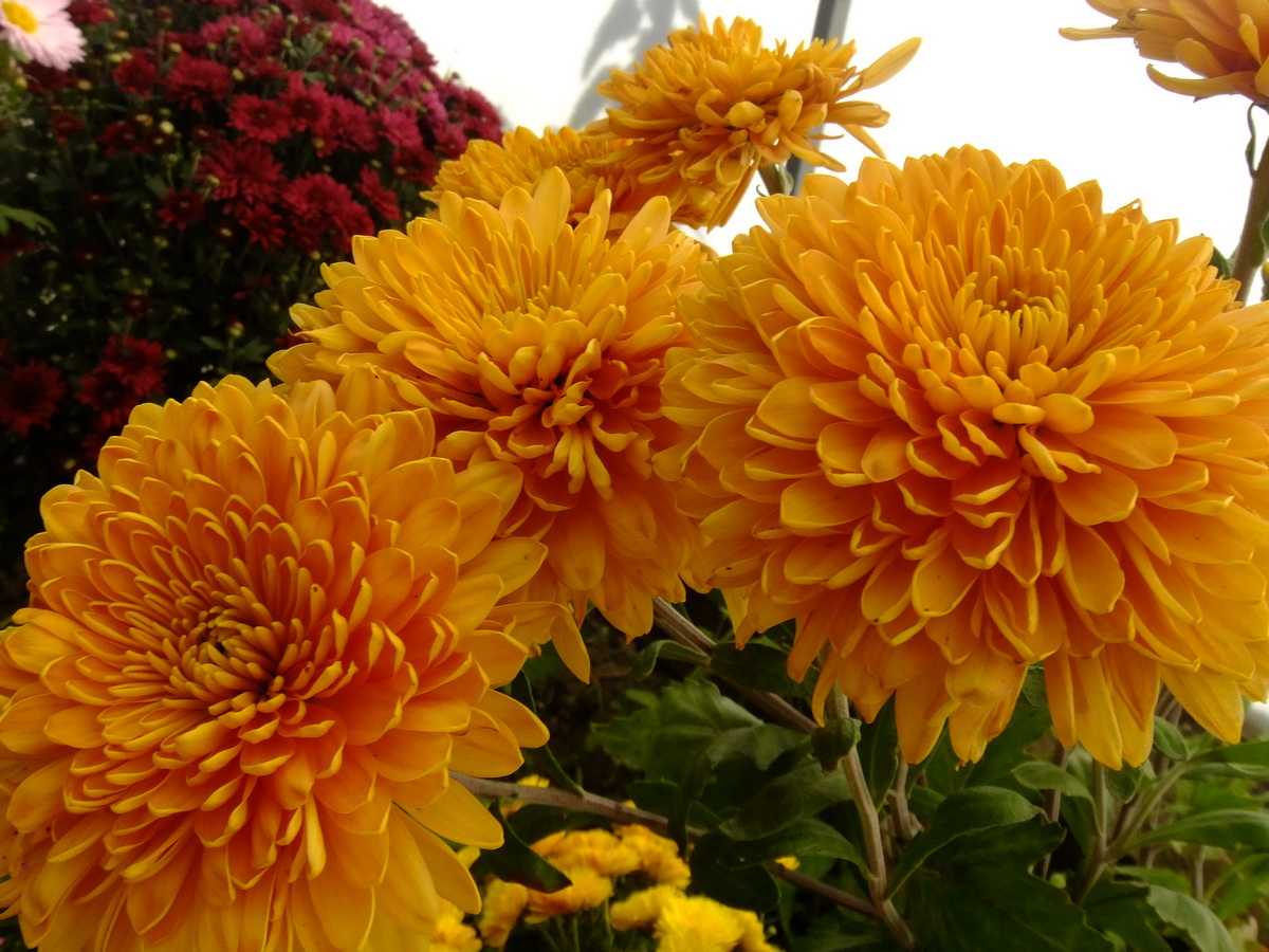 Посадка корейской хризантемы. Хризантема корейская (Chrysanthemum koreanum. Хризантема Мариэлла бронз. Хризантема корейская Мариэлла бронз.