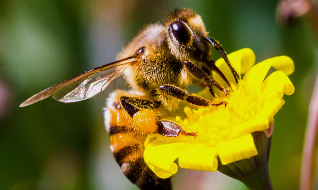 Эффективные методы борьбы с воровством семей пчел