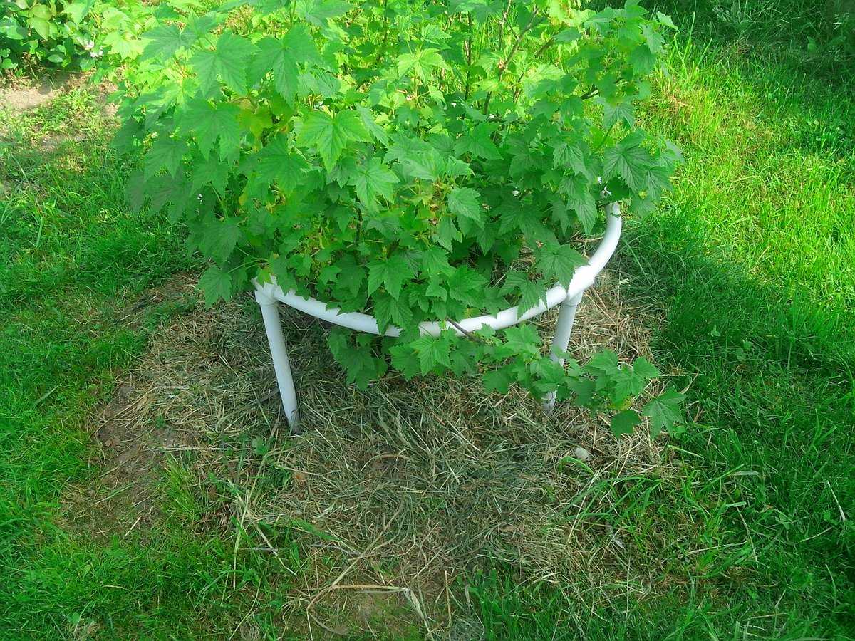 Как связать смородину: простая инструкция, как и чем связать куст смородины в саду (80 фото и видео)