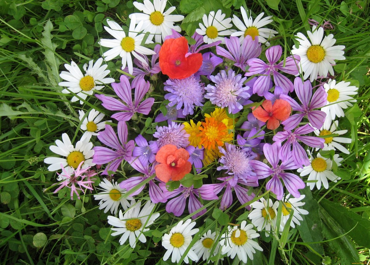 Фото и описание растений с фиолетовыми цветами