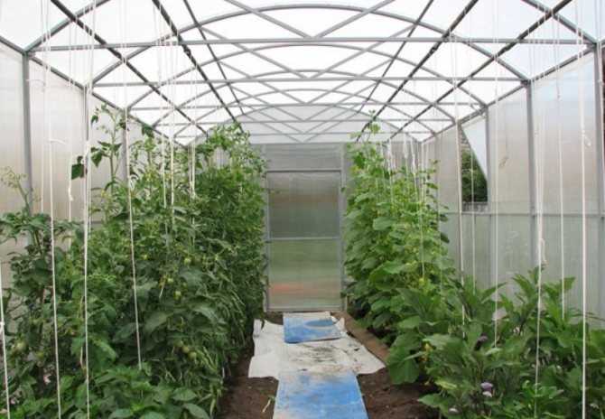 Можно ли в теплице сажать и огурцы и помидоры: особенности, совместимость, посадка и уход, совместное выращивание