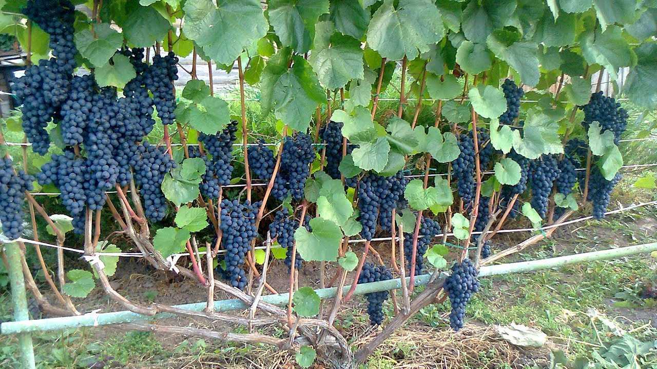 Виноград в подмосковье. выращивание без теплицы