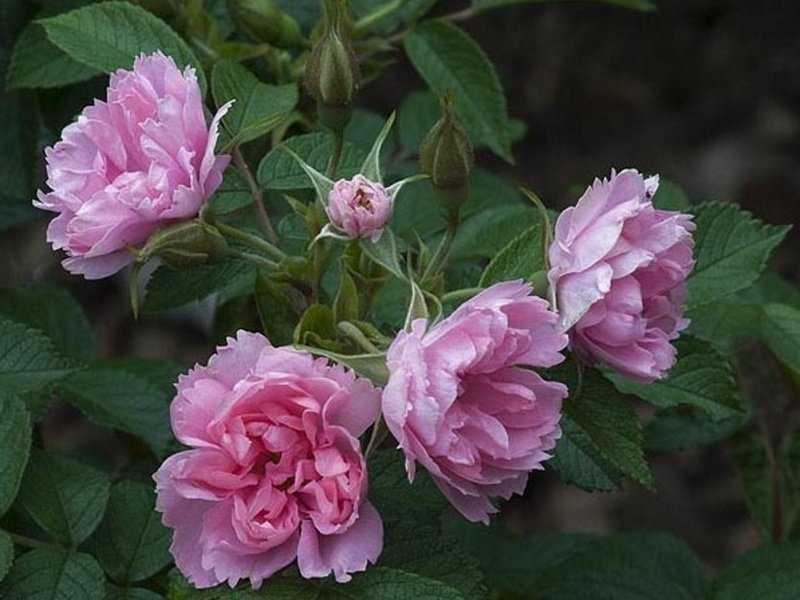 Розы ругозы сорта описание и фото