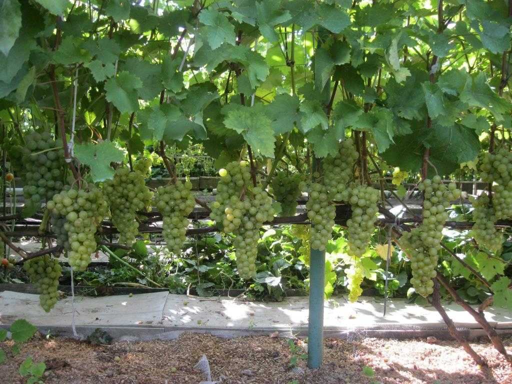 Как посадить домашний виноград. Виноград на даче. Домашний виноград. Выращиваем виноград. Виноград растет.