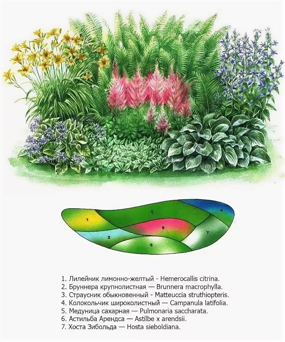 Схема цветника миксбордера