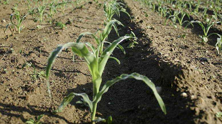 О посадке и уходе в открытом грунте за кукурузой: как правильно сажать, поливать