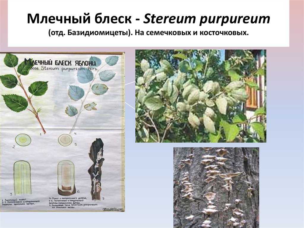 Болезни и вредители косточковых культур: описание и способы борьбы