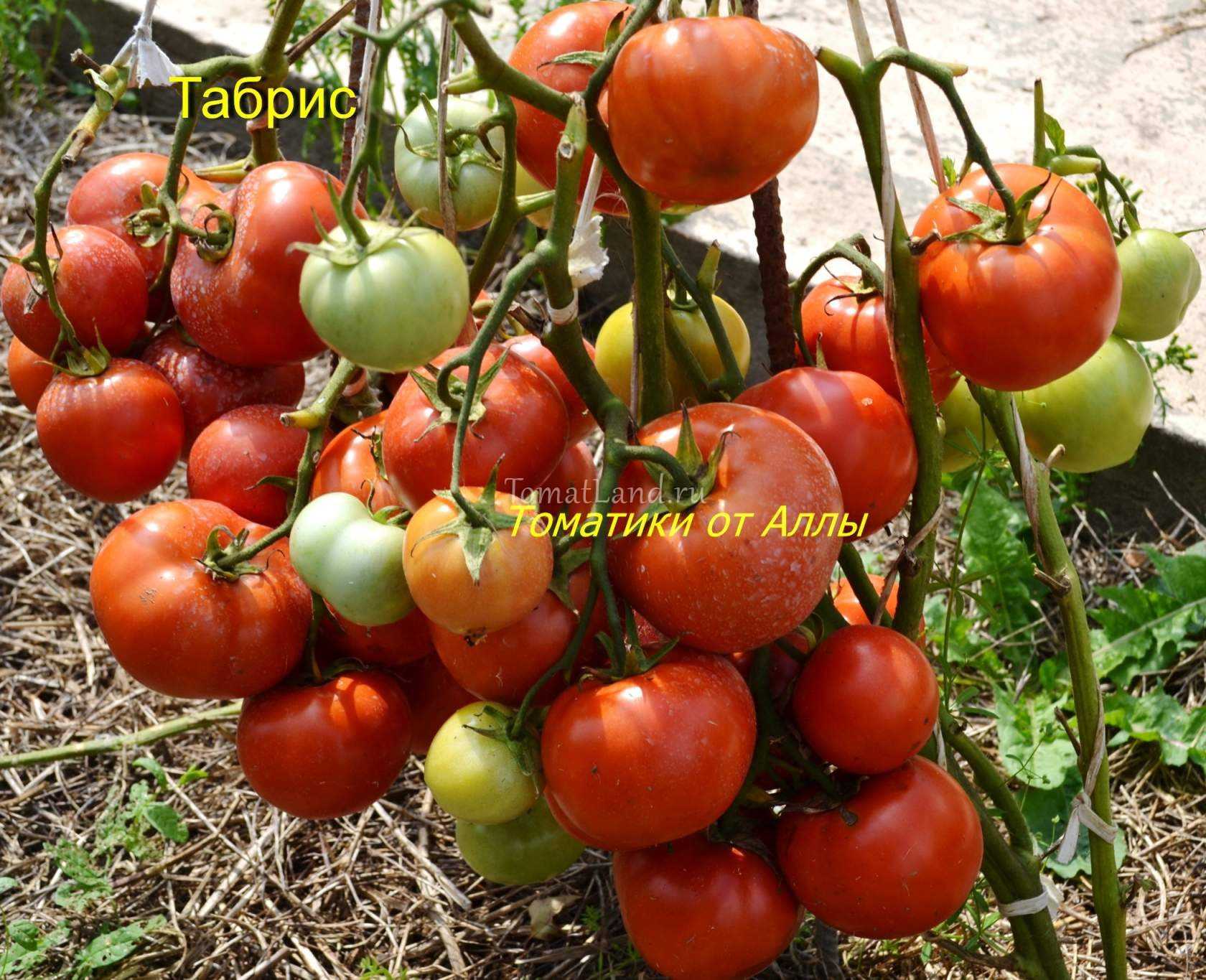 Характеристика и описание сорта томата татьяна