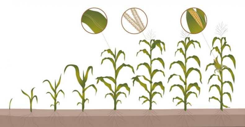 Вегетация растений что это простыми словами. Период вегетации кукурузы. Вегетационный период растений что это такое. Стадии вегетации кукурузы. Период вегитатации кукурущы.