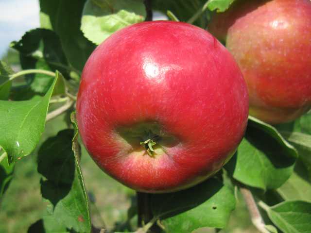 Описание и основные характеристики зимней яблони строевское