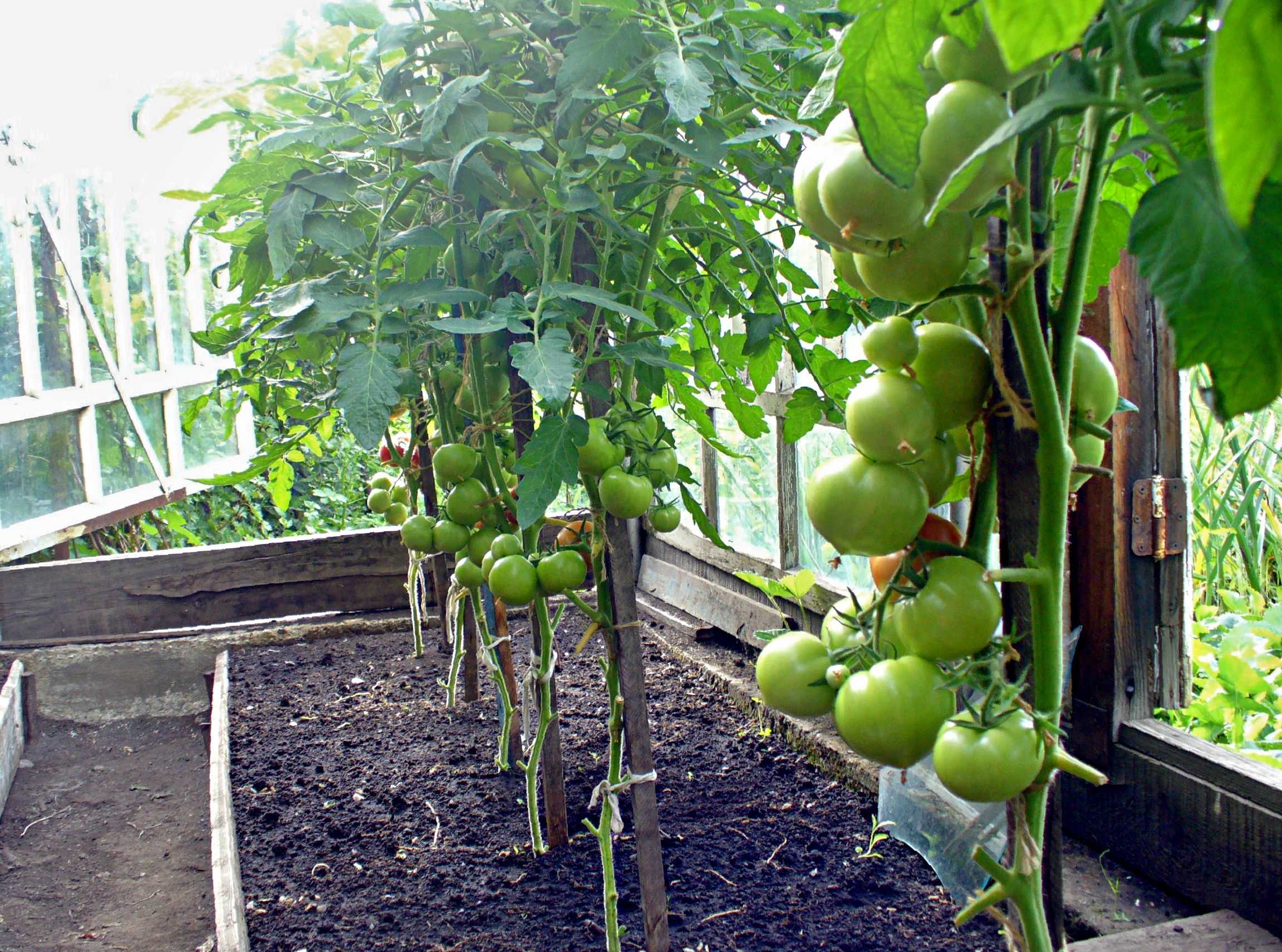 Совместимость овощных культур: можно ли сажать в одной теплице огурцы, помидоры и перцы? таблица совместимости и схема
