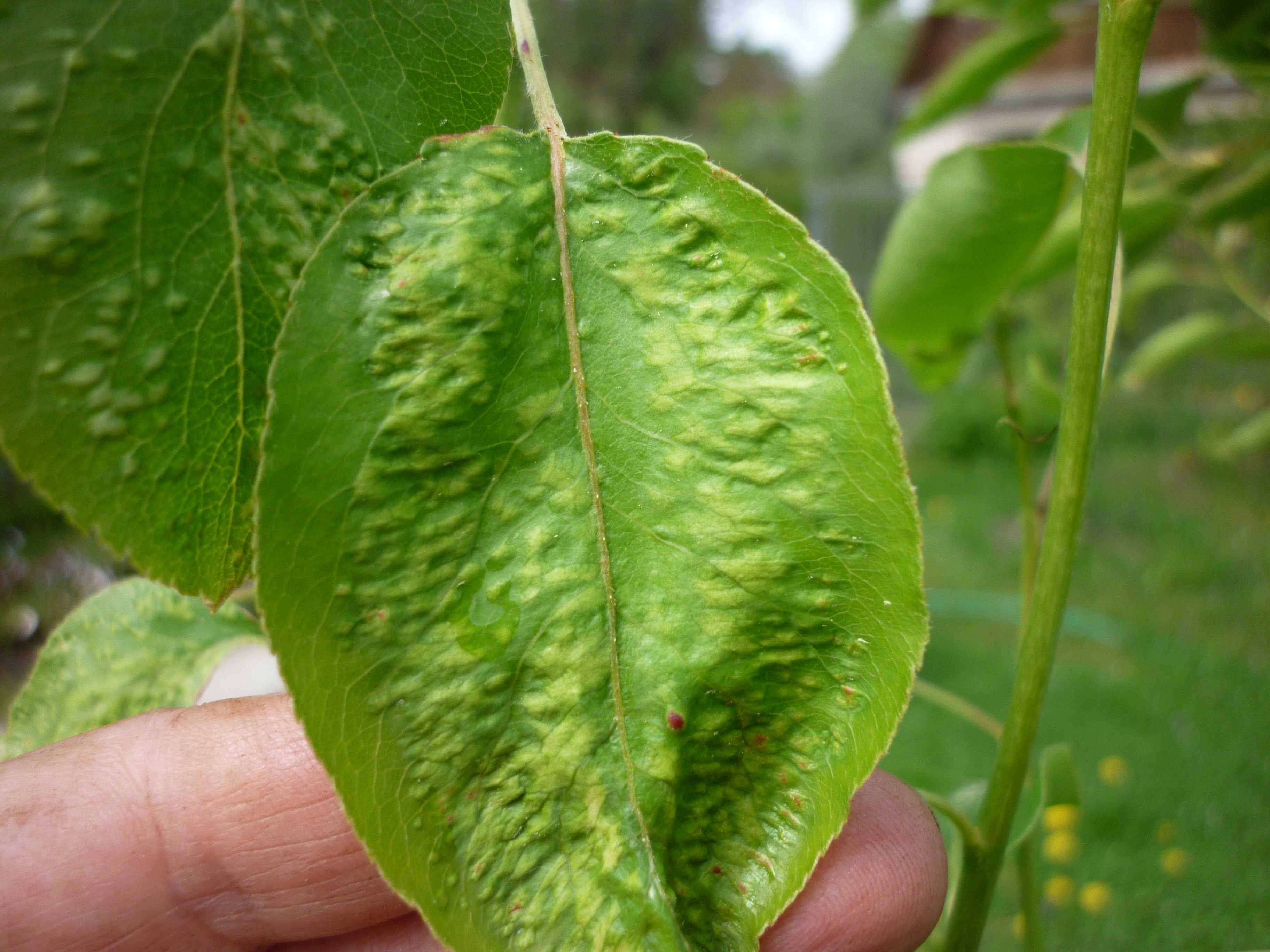 Черешня болезни и лечение с фото листьев
