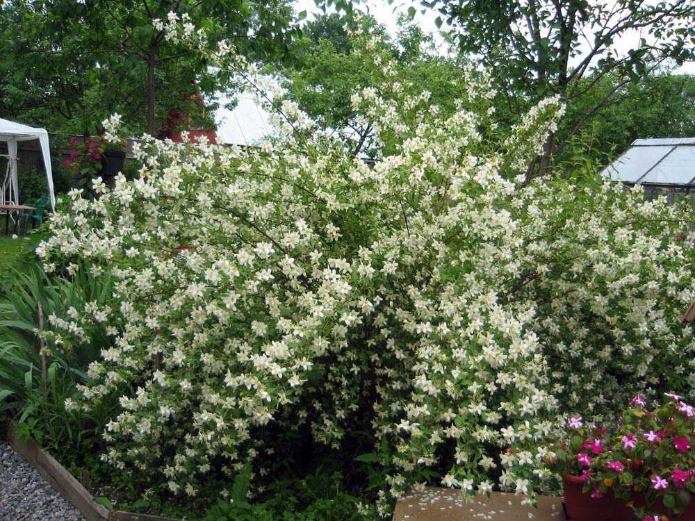 Растение чубушник (садовый жасмин): фото, описание кустарника, выращивание и обрезка садового жасмина