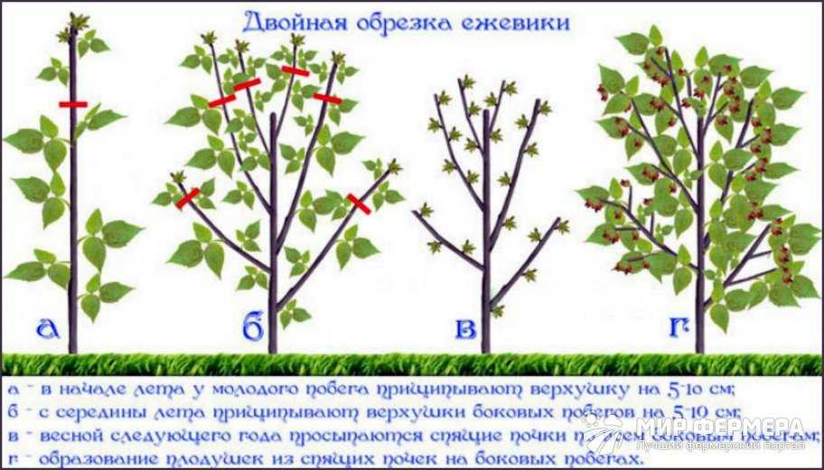 Схема посадки ежевики садовой