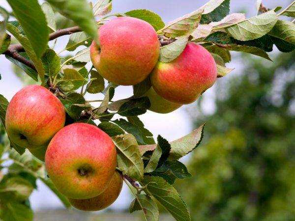 Ботанико-агротехническое описание выращивания яблони сорта Пепин шафрановая