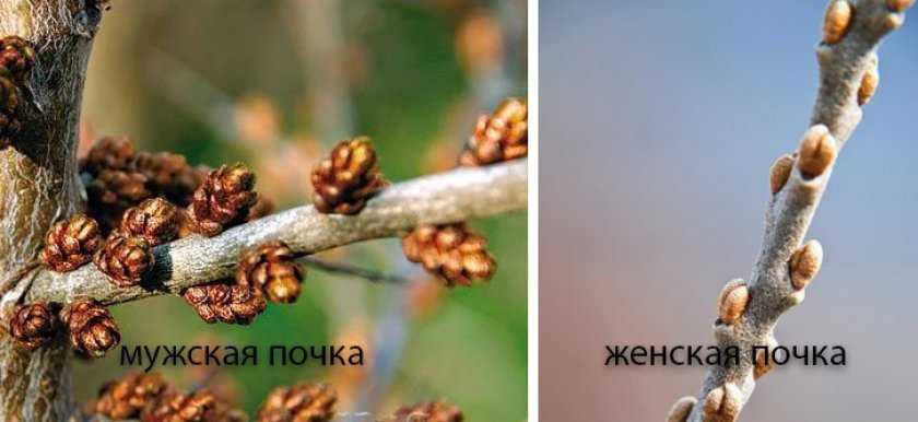 Облепиха различие между мужским и женским деревом фото