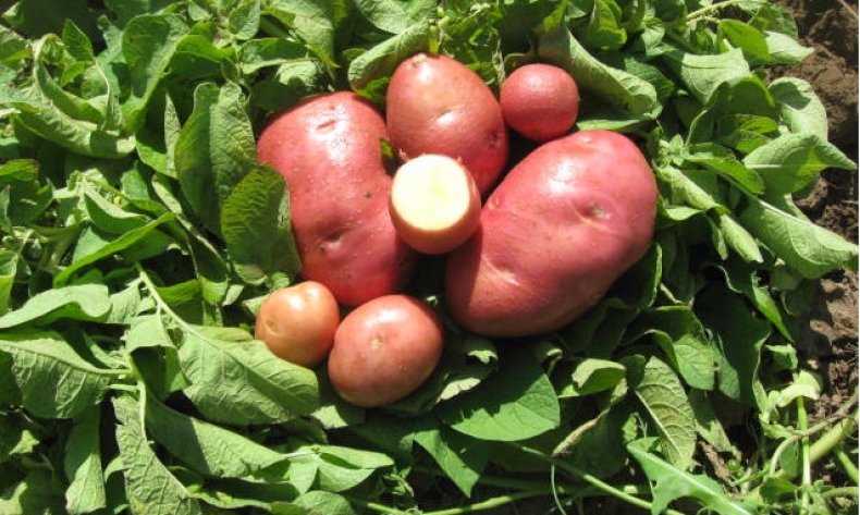 Преимущества картофеля беллароза: описание сорта, фото