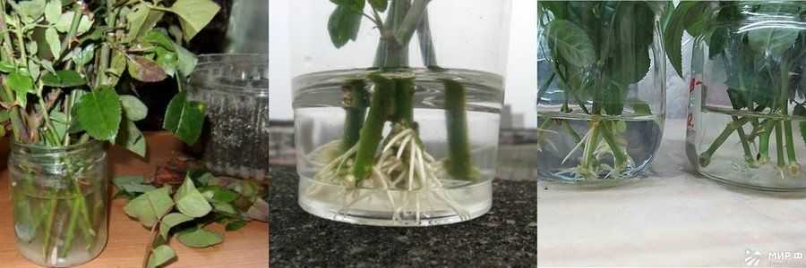Как размножить гибискус китайскую розу черенками дома