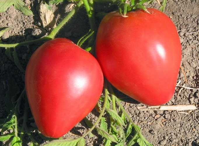 Характеристика сорта томата «вельможа» и особенности его выращивания