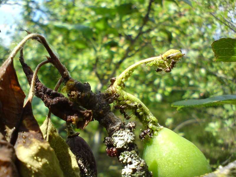 Весенняя обработка вишни и черешни от болезней и вредителей: когда и чем опрыскивать деревья