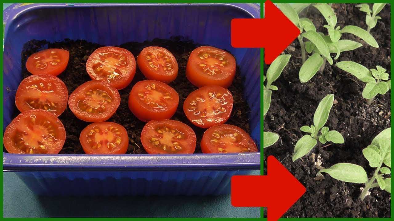 Особенности посадки пророщенных семян помидоров. как избежать возможных ошибок?