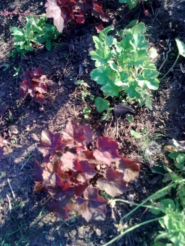 Гейхера (77 фото): описание травянистого растения для открытого грунта. чем отличается от герхереллы? американская и мелкоцветковая герхера